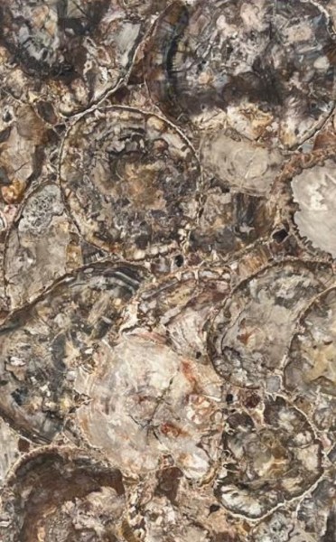 Material MADERA PETRIFICADA